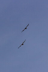 Obraz premium condors flying