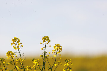Obraz premium Close up of rapeseed plant with space for text