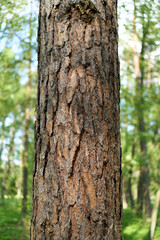 Fototapeta premium Tree bark pattern in a sunny woodland
