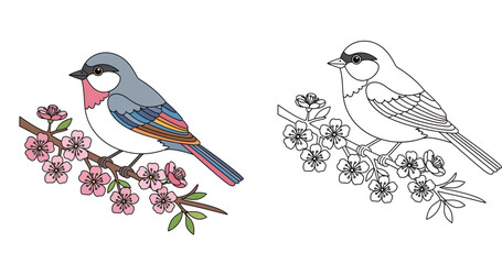 Bird on Blooming Cherry Blossom Branch Vector Illustration and Coloring Page Outline for Kids and Adults Education, Nature and Spring Floral Design Element © SHOHAG