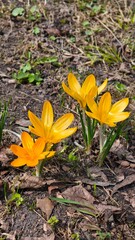 Obraz premium Yellow crocus flowers blooming in a garden setting, surrounded by green grass and dried leaves on the ground, indicating the arrival of spring