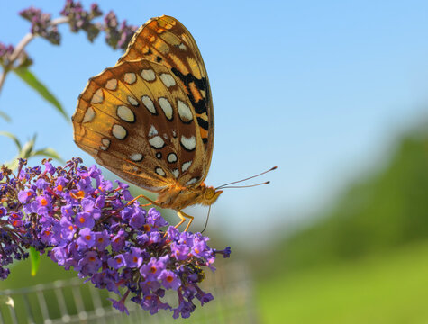 Ventral view of a Great Spangled Fritillary feeding on a purple Butterfly bush flower in spring sun