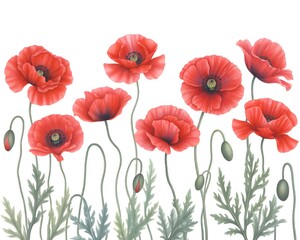 Obraz premium Collection of red poppy flowers with green stems and leaves arranged in a horizontal row on a white background