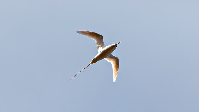 Red-tailed Tropicbird (Phaethon rubricauda) in flight