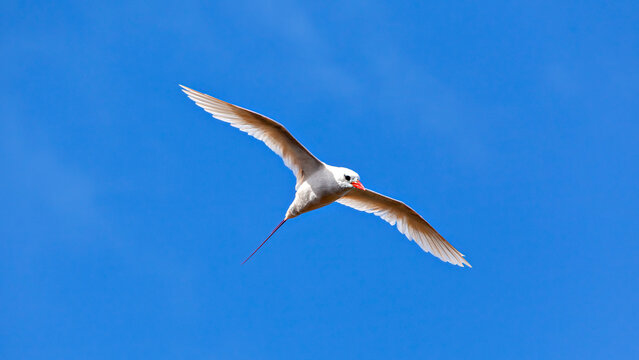 Red-tailed Tropicbird (Phaethon rubricauda) in flight