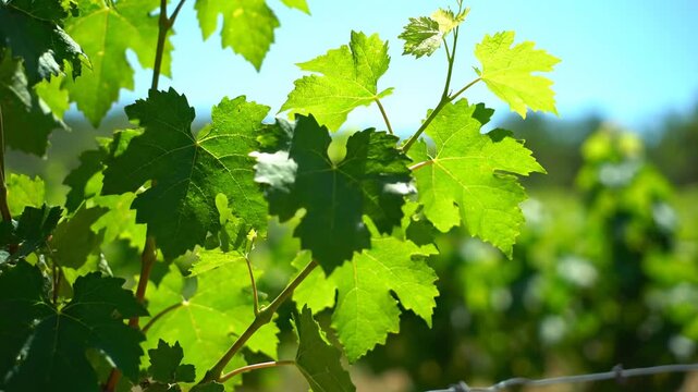 Close-up of lush green vine leaves under sunlight, with blurred vineyard background