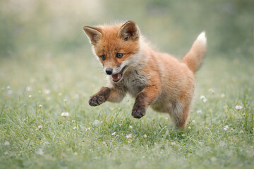 Fototapeta premium Red fox cub standing in grass wildlife portrait