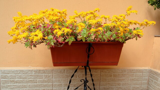 Pianta di sedum palmeri in un vaso sul balcone