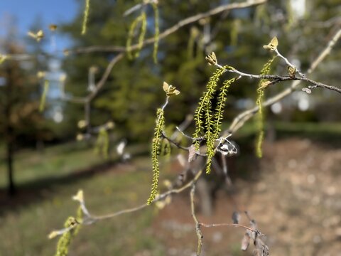 White poplar (Populus alba) branch with fresh green catkins and emerging leaves in selective focus against a softly blurred natural background. Close-up spring scene highlighting early growth.