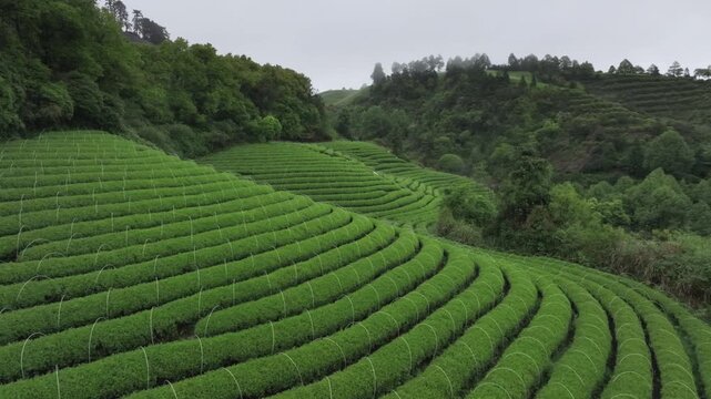 Terraced tea plantation with layered green rows winding across misty hills in rural landscape