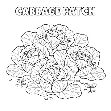 Cabbage patch with several cabbages and small plants on white background transparent background