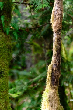 Coastal Rain Forest