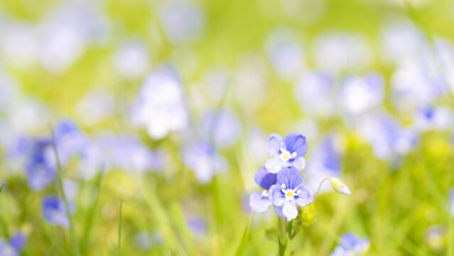 Soft blue wildflowers in green meadow &ndash; spring background with copy space