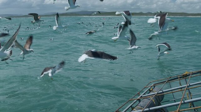 Seagulls Flying Above Atlantic Ocean During Shark Cage Dive, Birds Scavenging Near Boat in Gansbaai South Africa