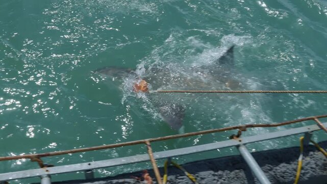 Bronze Whaler Sharks Feeding During Cage Dive in Gansbaai, Marine Wildlife and Shark Activity in Western Cape South Africa