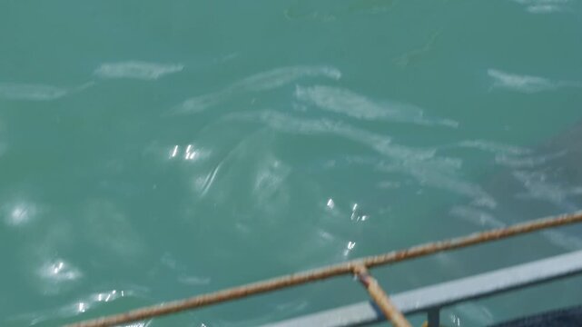Bronze Whaler Sharks Feeding During Cage Dive in Gansbaai, Marine Wildlife and Shark Activity in Western Cape South Africa