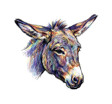 Close-up donkey head focusing on eyes nose and ear base with layered strokes creating strong facial structure and natural texture,