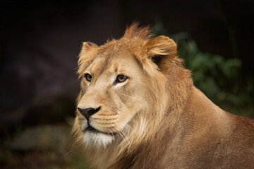 Fototapeta premium A majestic lion gazes thoughtfully into the distance, showcasing its thick mane and powerful presence.