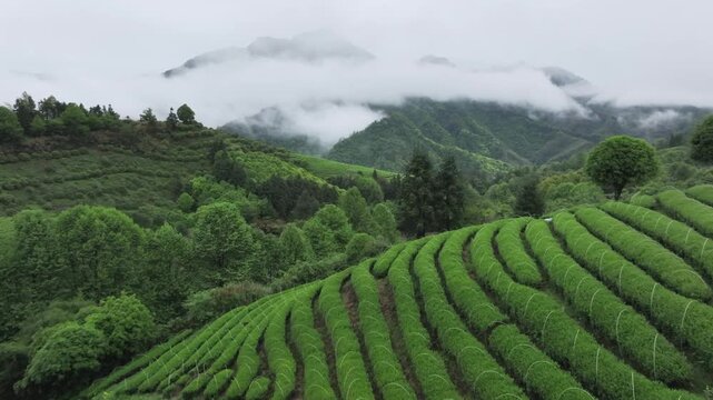 Misty mountain terraced tea garden landscape with layered green fields and distant peaks