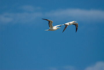 Obraz premium Pair of blue-footed boobies (Sula sula) flying on a sunny day