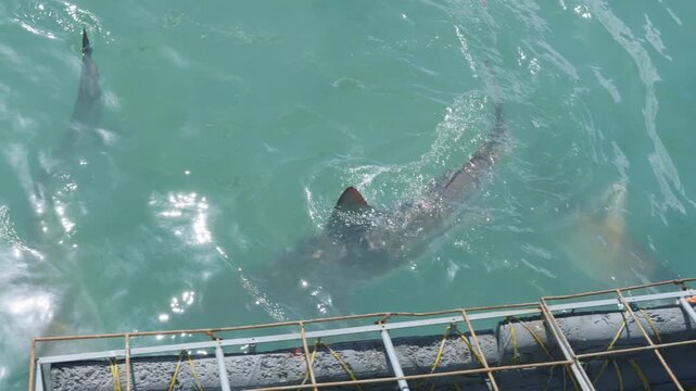 Bronze Whaler Sharks Feeding During Cage Dive in Gansbaai, Marine Wildlife and Shark Activity in Western Cape South Africa