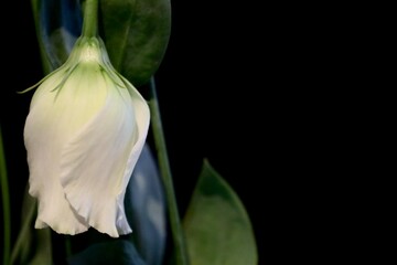 Flower on black © PureLight Studio