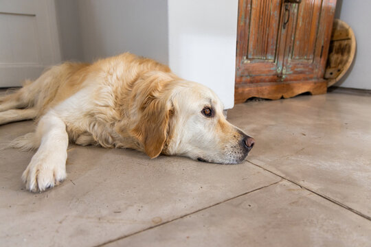 Golden retriever lying with head resting on tiled floor at home near rustic wooden cabinet