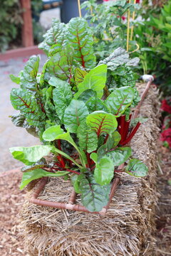 garden chard