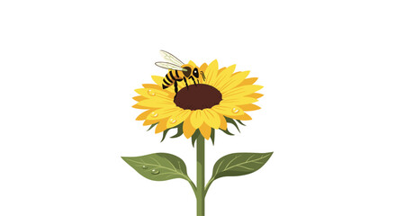 Fototapeta premium A diligent honeybee perches on the dark brown center of a vibrant yellow sunflower featuring green leaves and glistening water droplets on white space.