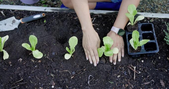 African American woman placing seedling, planting lettuce from tray, firming soil for roots at bed