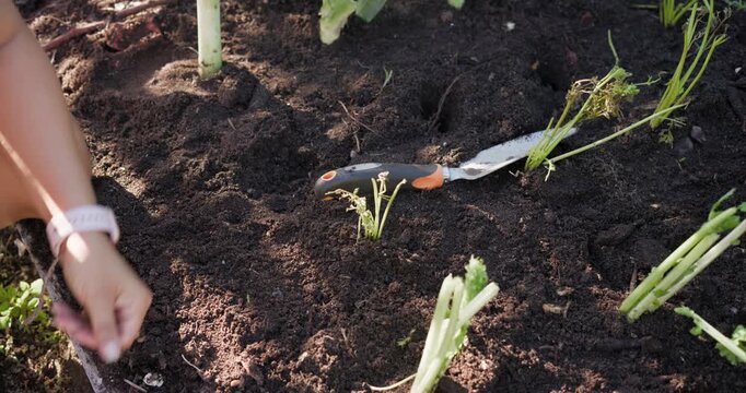 African American woman kneeling raised-bed reaching soil planting with trowel in shorts, copy space