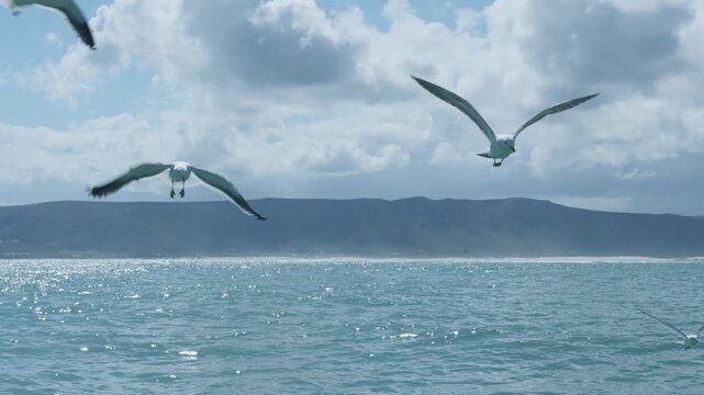 Seagulls Flying Above Atlantic Ocean During Shark Cage Dive, Birds Scavenging Near Boat in Gansbaai South Africa
