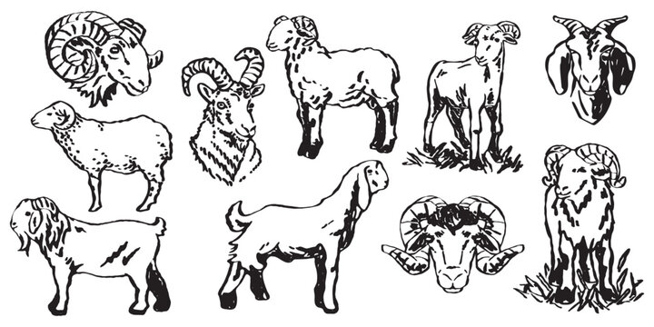 Professional livestock line art featuring various breeds of rams and goats. Use for catalogs, traditional agricultural, ranching identity systems, and classic country fair poster designs.