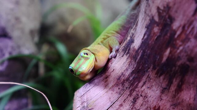 Green gecko peeks out from behind a wooden log, revealing its vivid colors and inquisitive gaze in a lush, natural environment