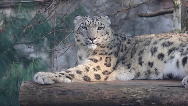 Snow leopard reclines on a log, displaying its unique spotted coat while surrounded by branches and foliage in a tranquil outdoor environment