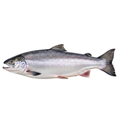 Obraz premium A close-up view of a gray and white striped fish with a pointed snout isolated on transparent background