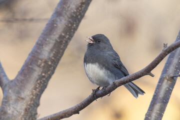 Fototapeta premium dark-eyed junco (Junco hyemalis) singing in spring