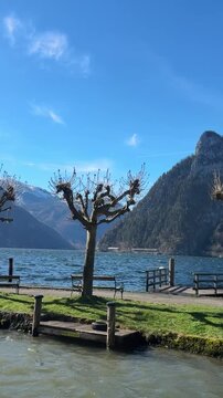 Tree lake mountain traunsee in spring