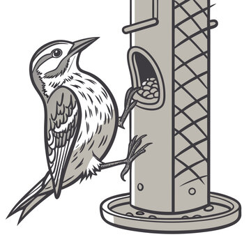 A detailed illustration depicts a nuthatch clinging to a metal bird feeder foraging for seeds in a minimalist style high quality professional