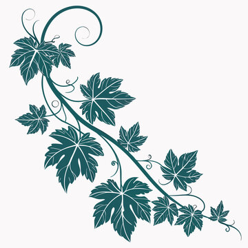 A decorative stylized illustration depicts a winding vine with deeply lobed leaves and delicate swirling tendrils creating an elegant design high quality