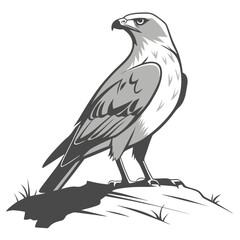 Fototapeta premium Hawk standing on a rock bird wildlife