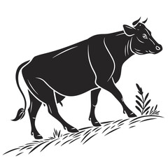 Fototapeta premium Black Cow Walking isolated white background