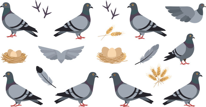 Pigeon vector set featuring birds, feathers, nests with eggs and wheat elements in flat cartoon style collection