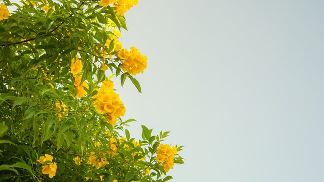 Yellow elder flowers blooming against a clear pale sky background.