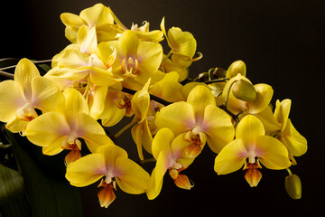 A profusely blooming yellow Phalaenopsis orchid with many flower shoots (spikes). © Fotema