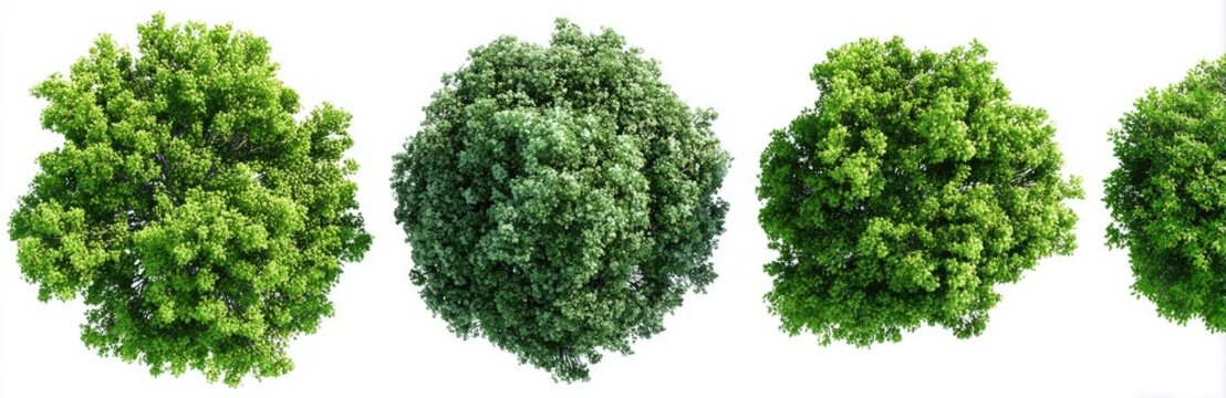 Four vibrant, leafy tree crowns, rendered with detail, against a clean white backdrop