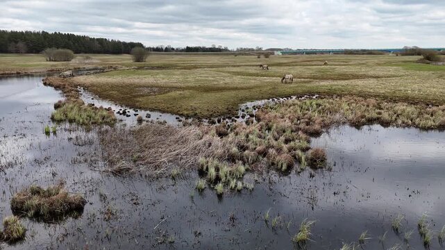 4K Cinematic Drone Footage of Grazing Horses by the Narew River Wetlands