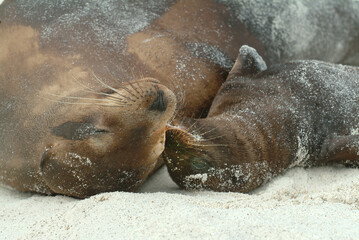 Fototapeta premium Cuddly Mama and Baby Galapagos Sea Lions