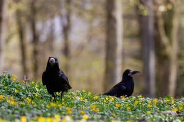 Adult rooks (Corvus frugilegus) walking on flowers. Spring park, sunny day, birds foraging, blooming meadow, black birds, wildlife, nature background. © Mariia