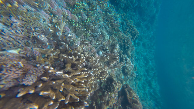 Underwater Coral Reef Ecosystem